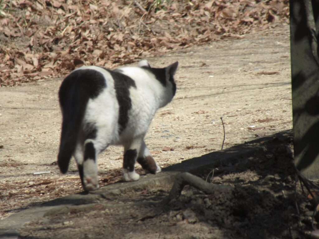 WILD CATS 先輩@王子が岳