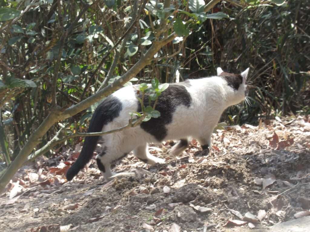 WILD CATS 先輩@王子が岳