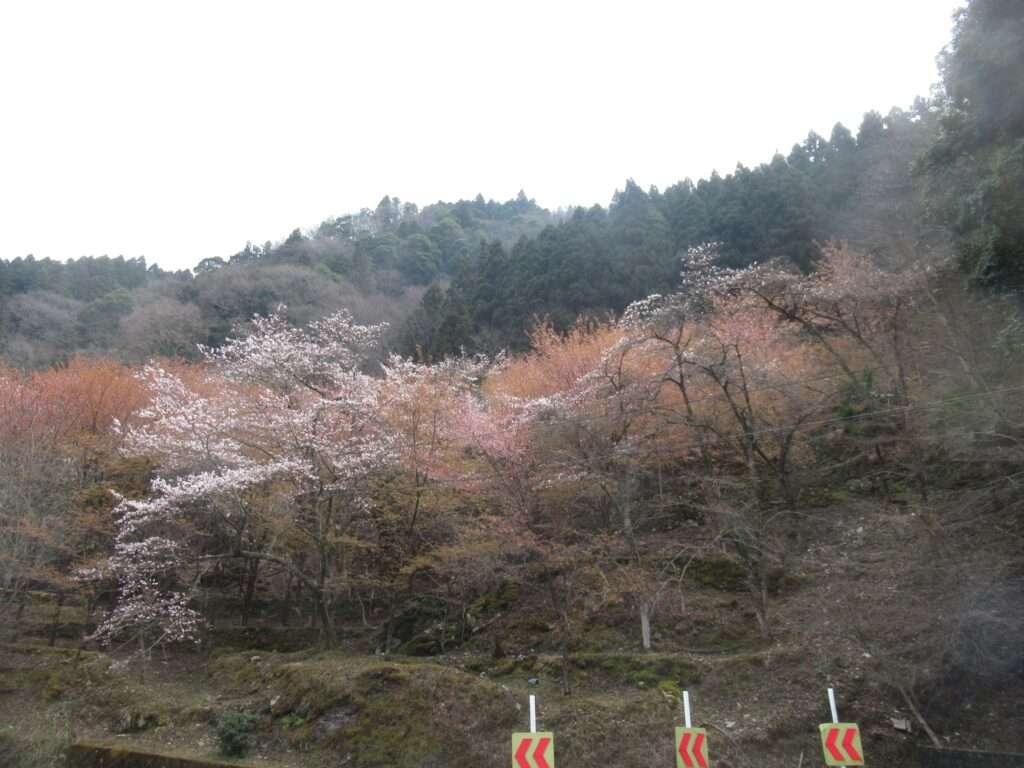 祖谷そば@やま里