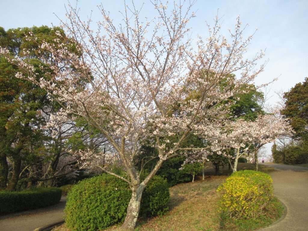 千本桜@眉山公園