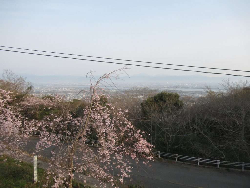 千本桜@眉山公園