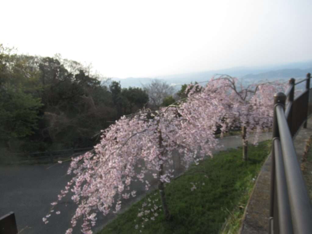 千本桜@眉山公園