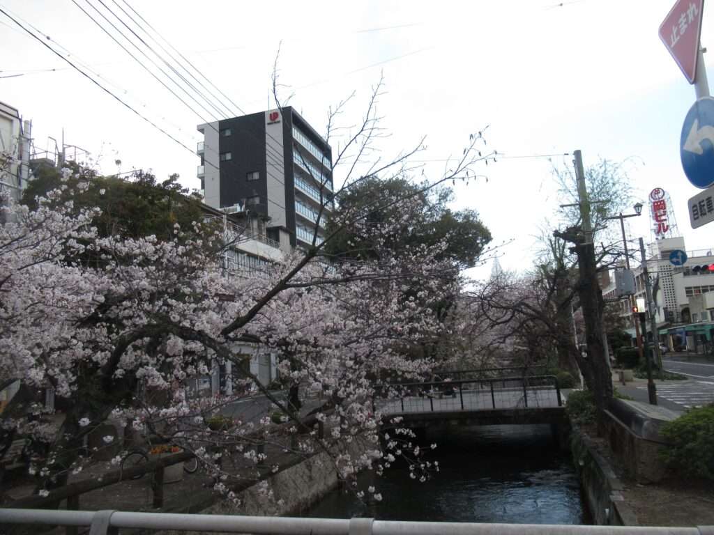 桜@西川緑道公園