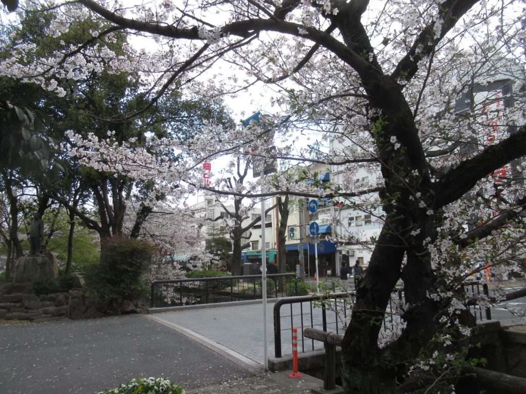 桜@西川緑道公園