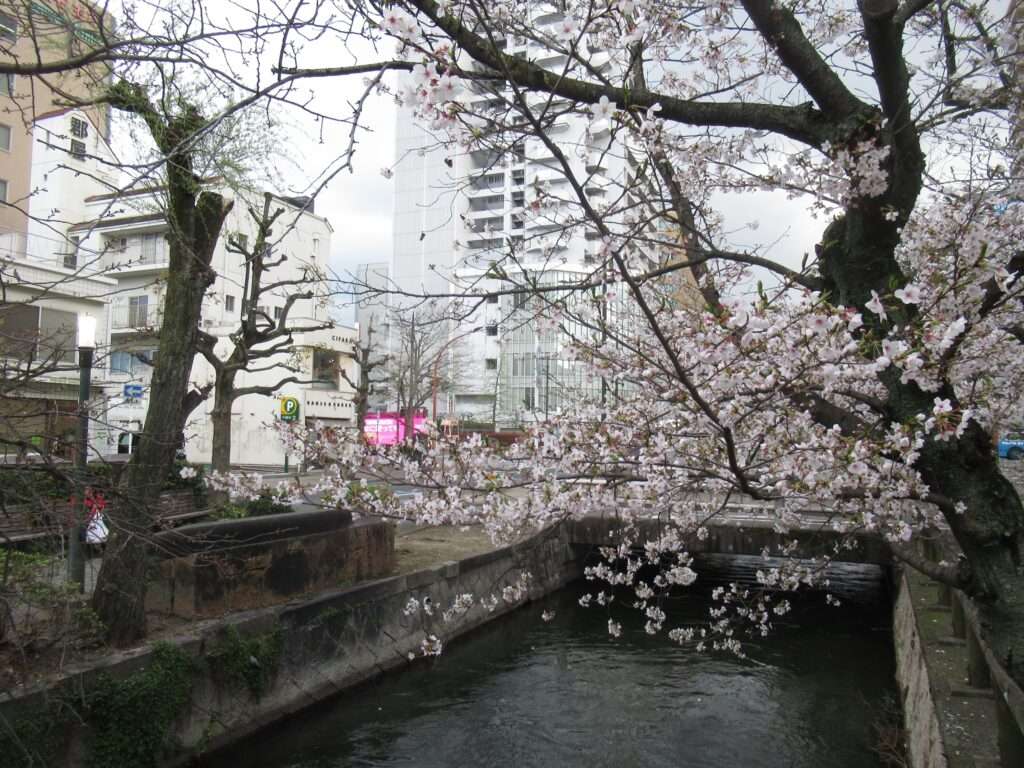 桜@西川緑道公園
