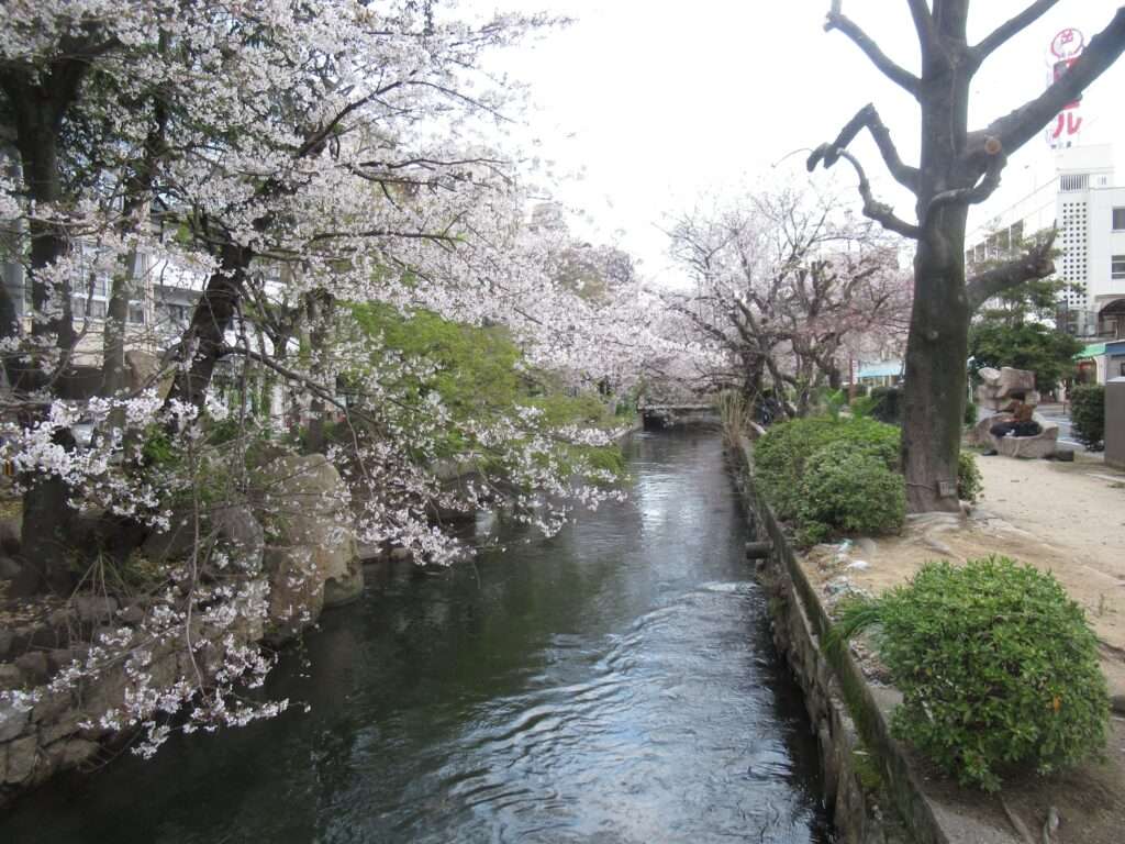 桜@西川緑道公園