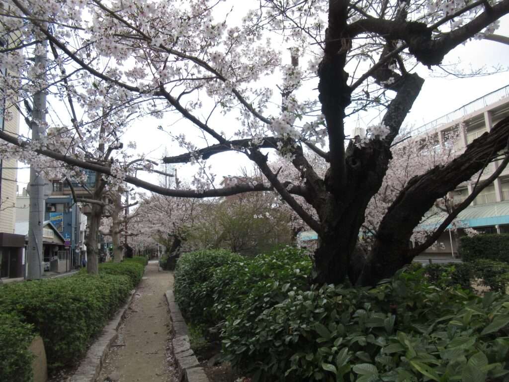 桜@西川緑道公園