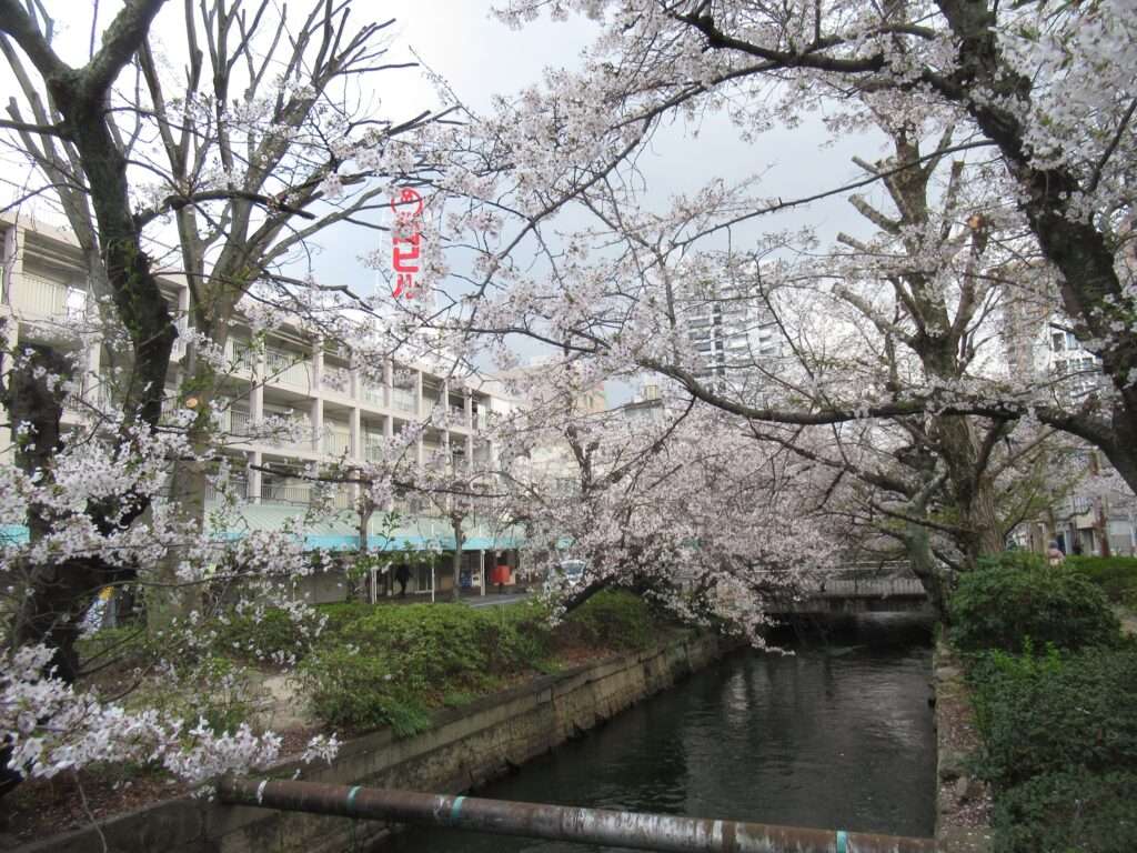 桜@西川緑道公園