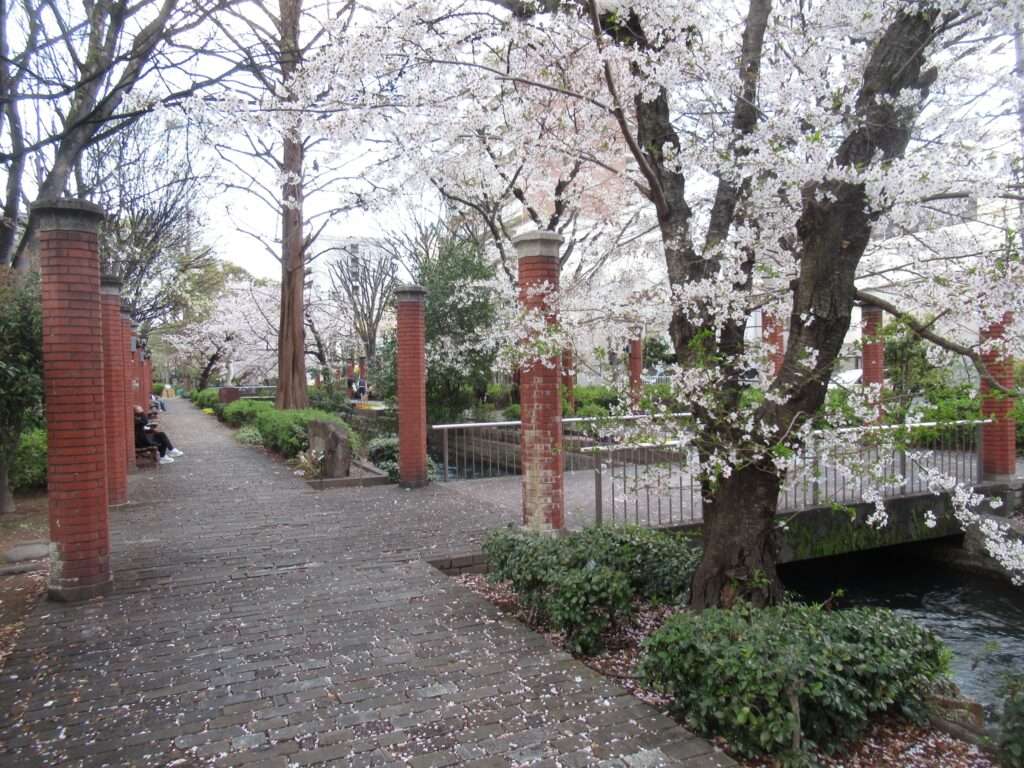 桜@西川緑道公園