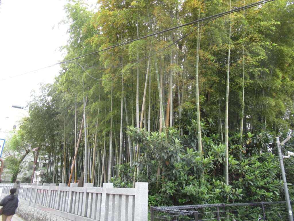 八幡の藪知らず(市川市)