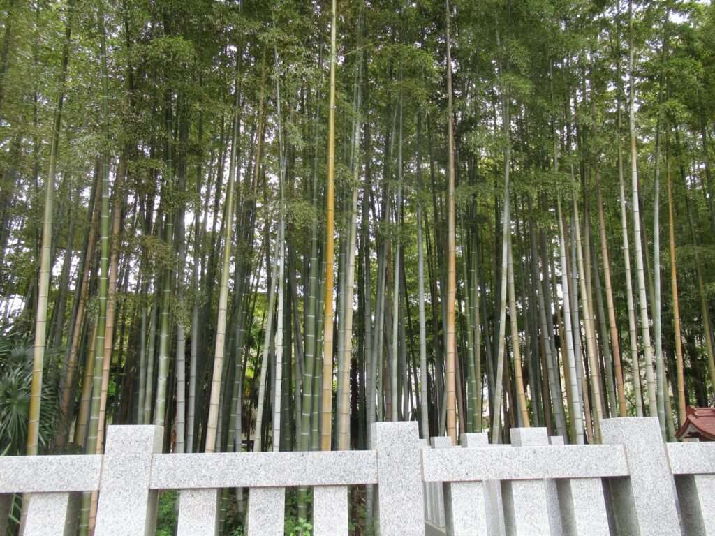 八幡の藪知らず(市川市)