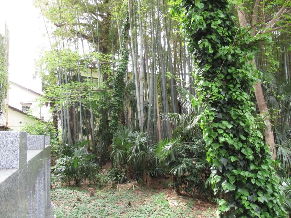 八幡の藪知らず(市川市)