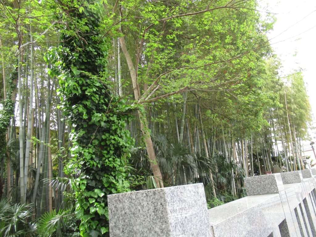 八幡の藪知らず(市川市)