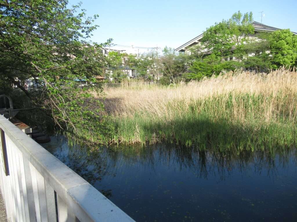 篠原池@岸根公園