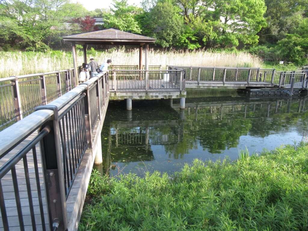 篠原池@岸根公園