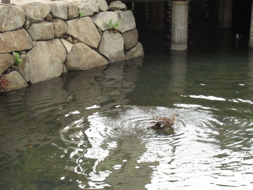 木場親水公園(江東区)