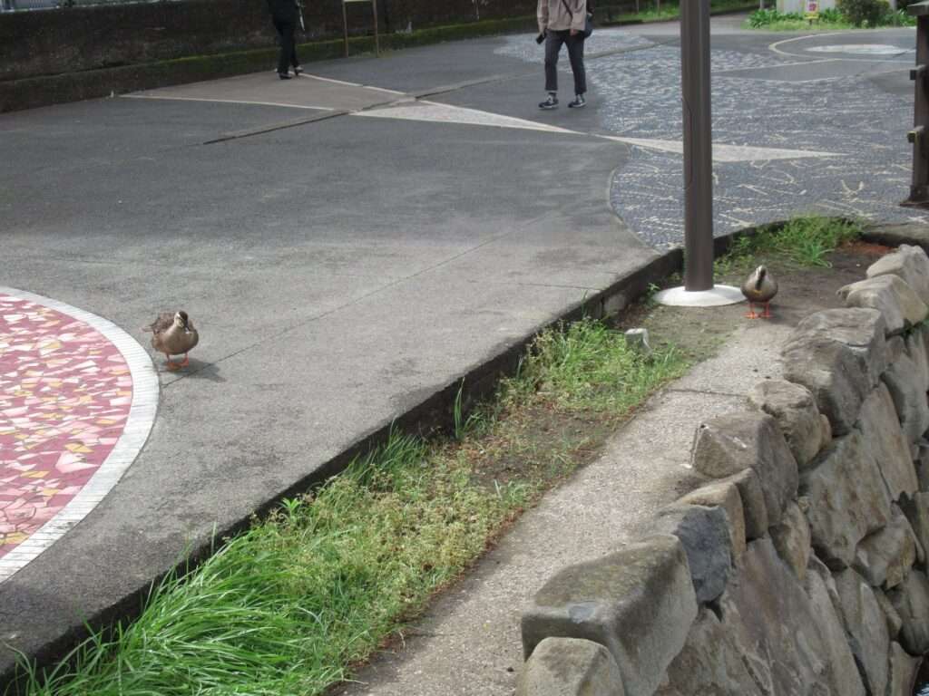 木場親水公園(江東区)