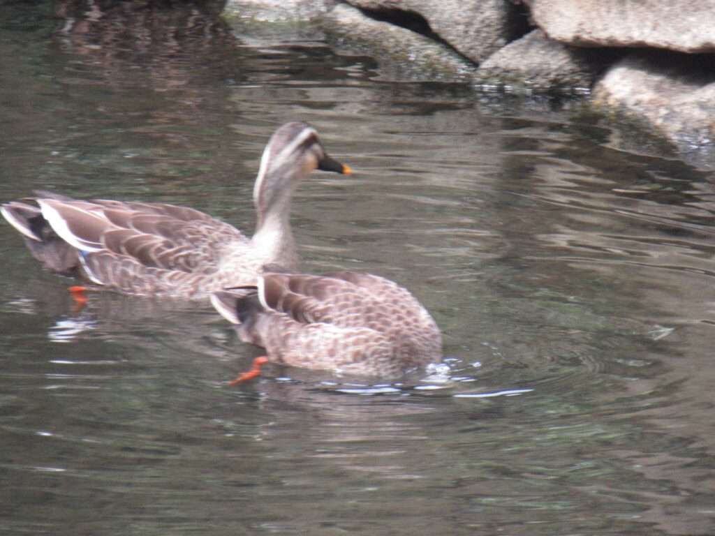 木場親水公園(江東区)