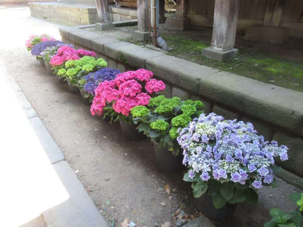 柴又帝釈天(葛飾区)