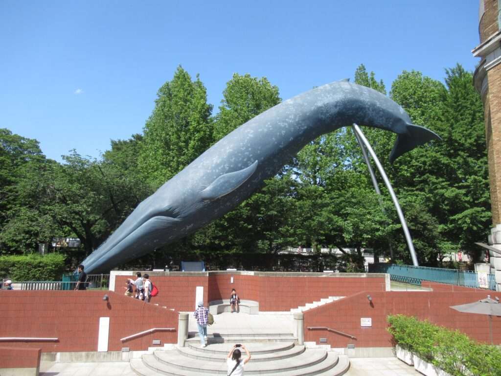 シロナガスクジラ@国立科学博物館