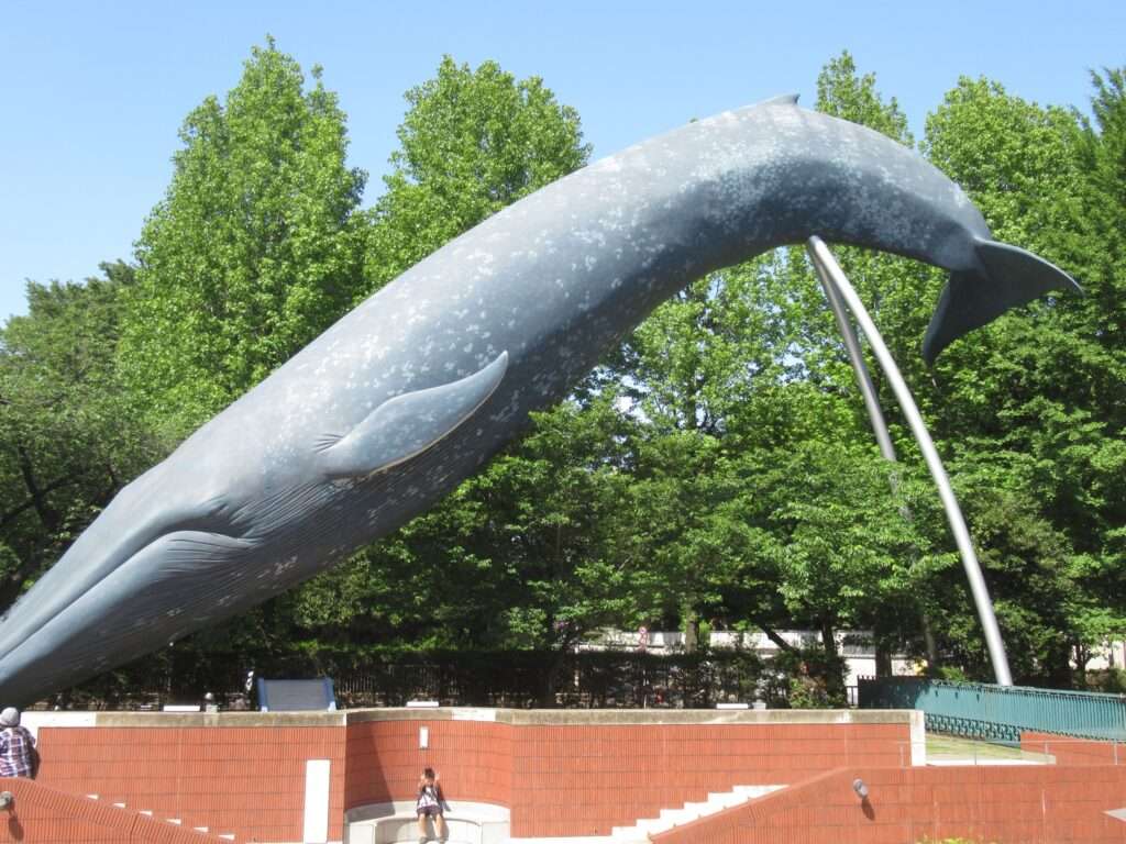 シロナガスクジラ@国立科学博物館