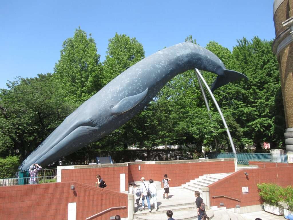シロナガスクジラ@国立科学博物館
