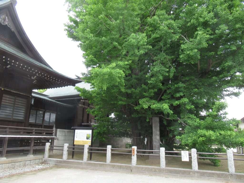 千本公孫樹@葛飾八幡宮