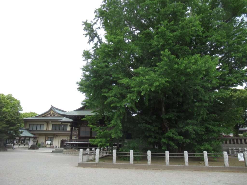 千本公孫樹@葛飾八幡宮