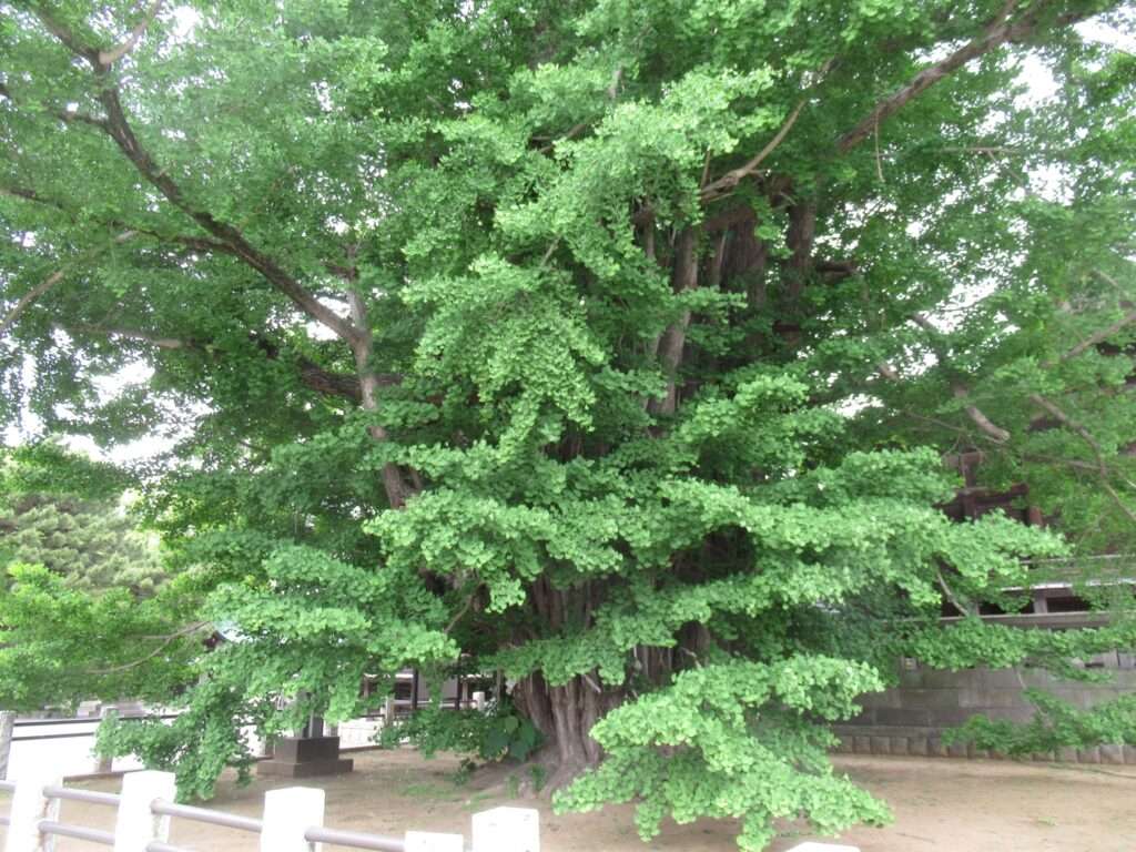 千本公孫樹@葛飾八幡宮