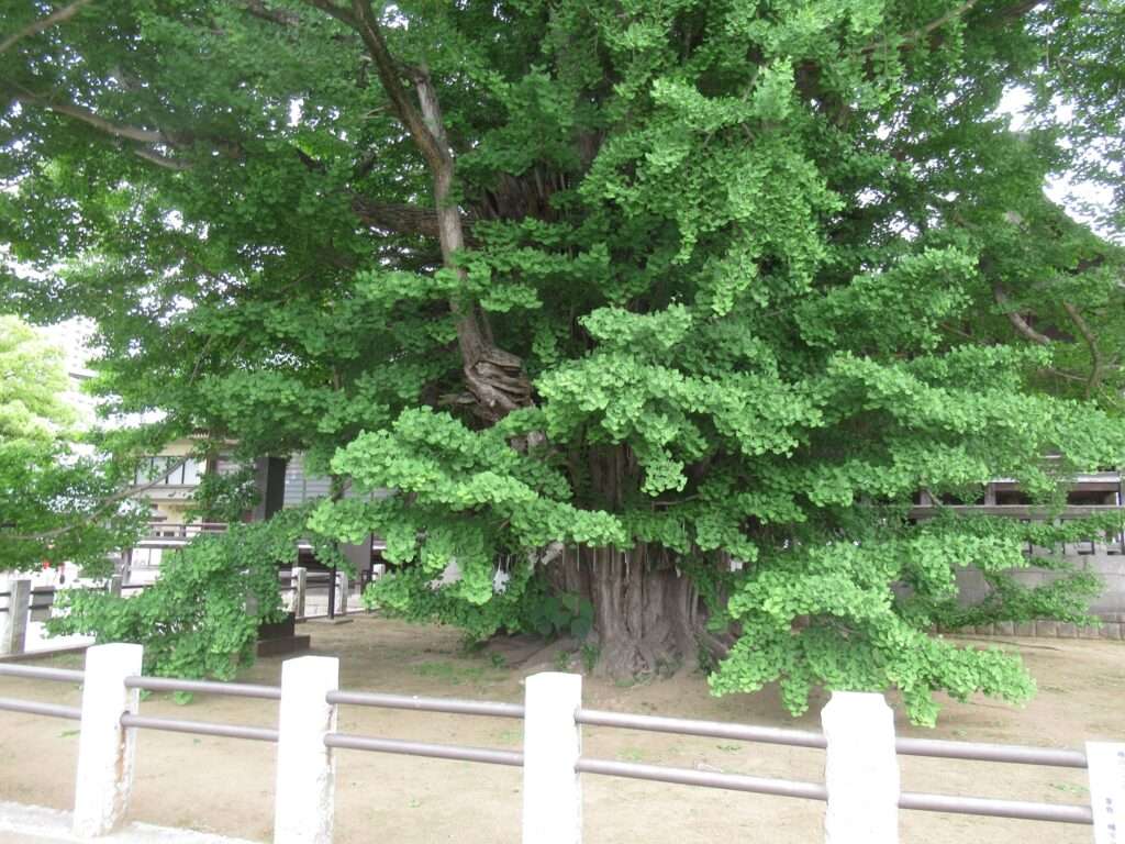 千本公孫樹@葛飾八幡宮