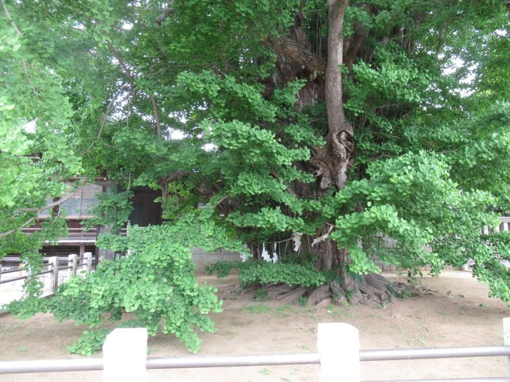 千本公孫樹@葛飾八幡宮