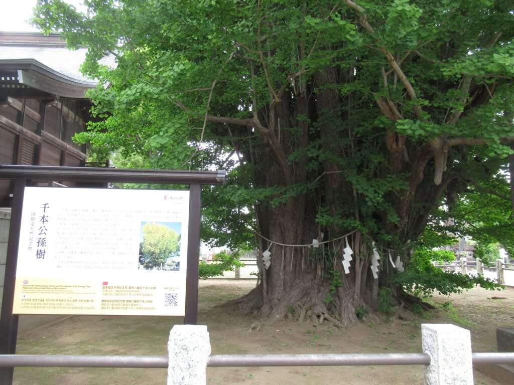千本公孫樹@葛飾八幡宮