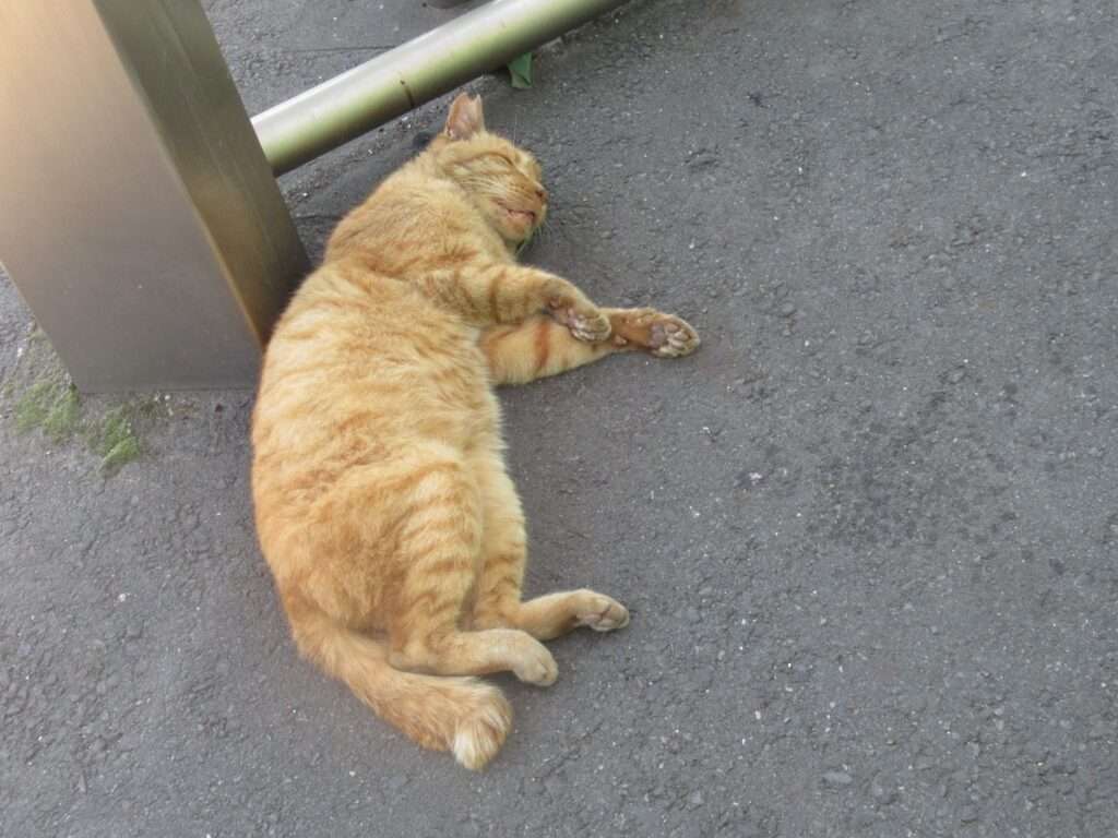 お昼寝爆睡猫@昭和駅