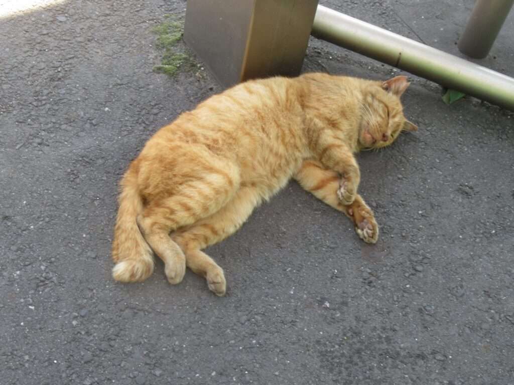 お昼寝爆睡猫@昭和駅