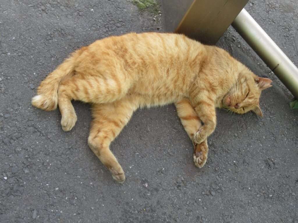 お昼寝爆睡猫@昭和駅