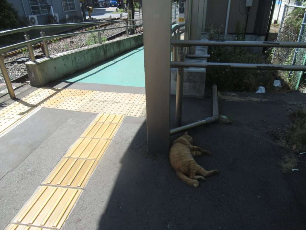 お昼寝爆睡猫@昭和駅