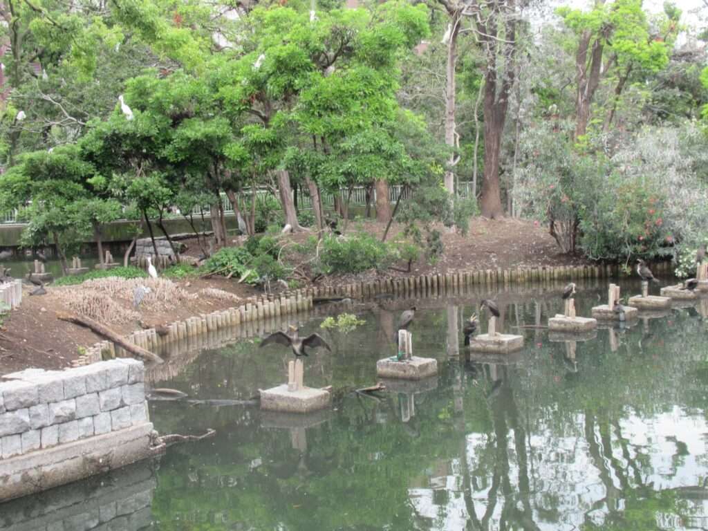 野鳥の島@横十間川親水公園