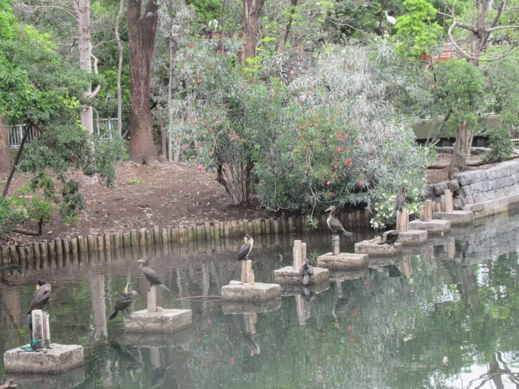 野鳥の島@横十間川親水公園