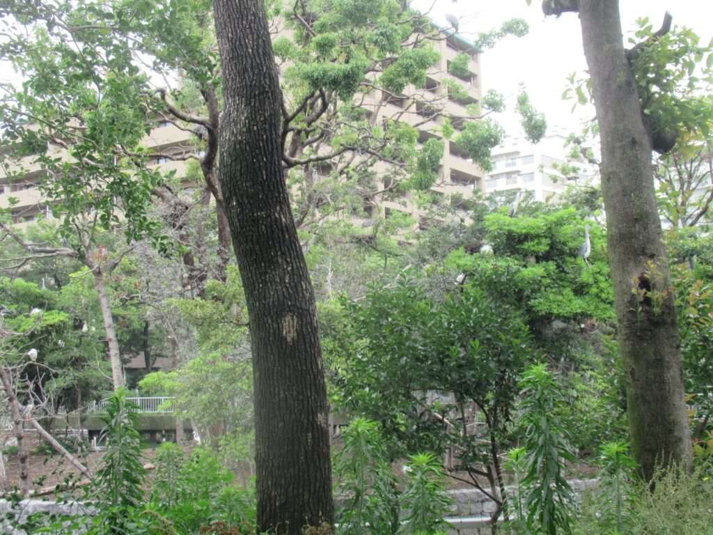 野鳥の島@横十間川親水公園
