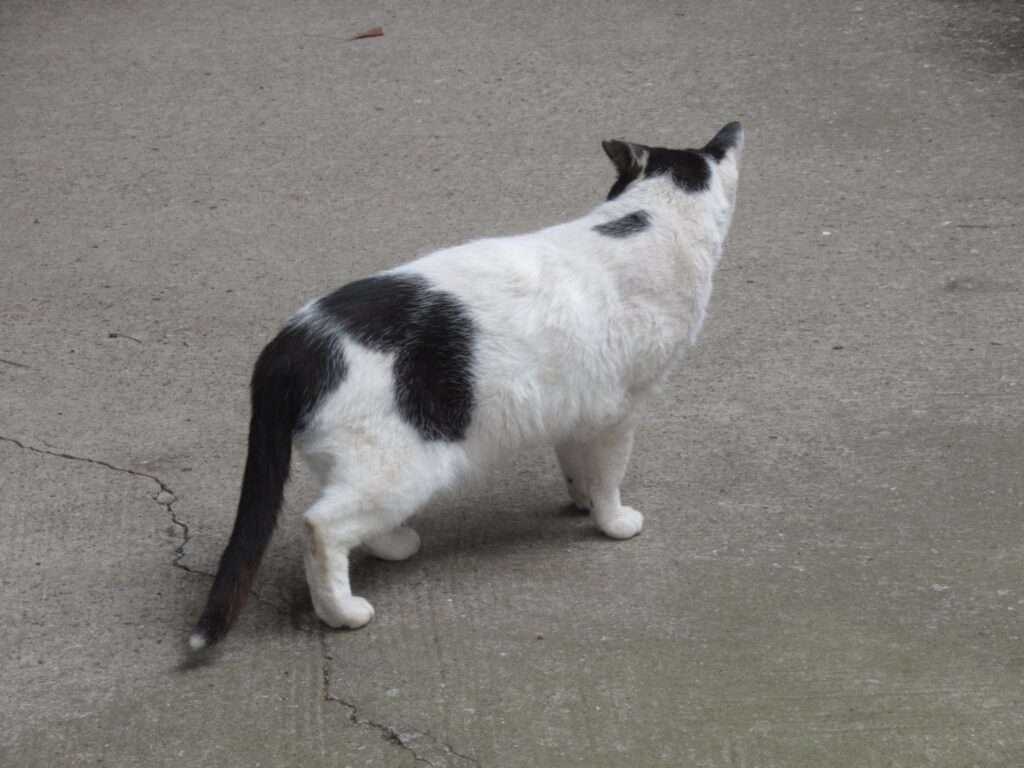 猫先輩@鬼子母神堂