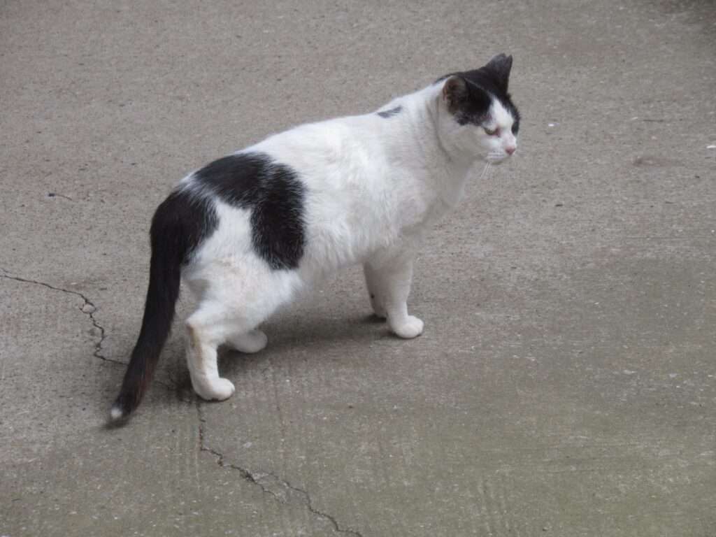 猫先輩@鬼子母神堂