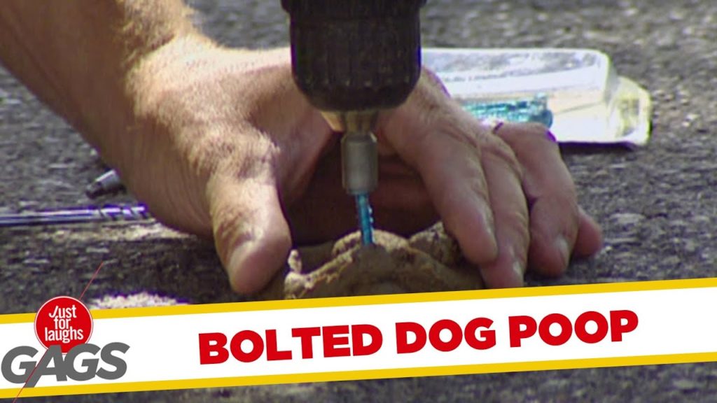 Bolted dog poop