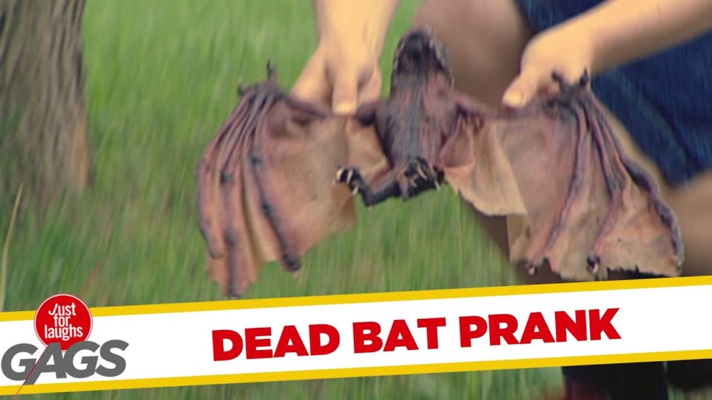 Dead Bat Comes Back to Life Prank