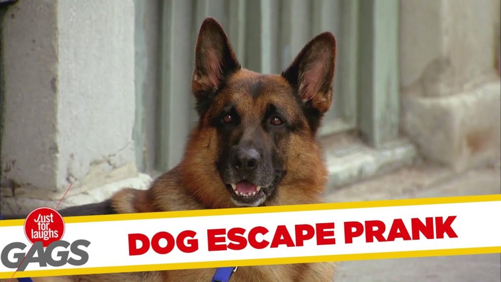 Dog Escape Prank