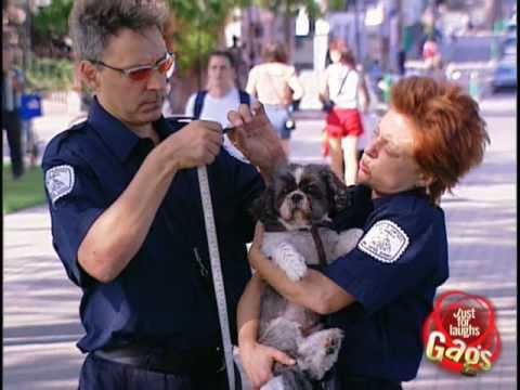 Dog Police!