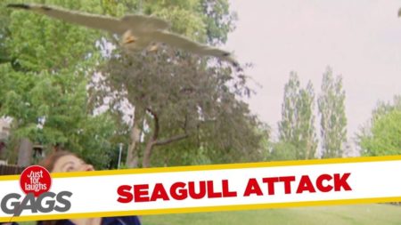 Funny Seagull Attack