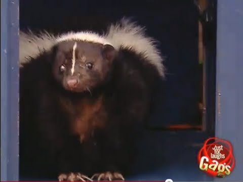 Live skunk in locker prank