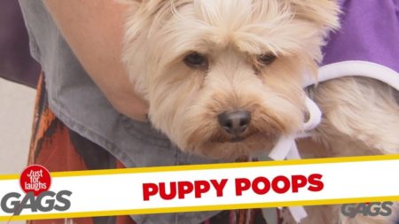 Puppy Poops in a Mailbox