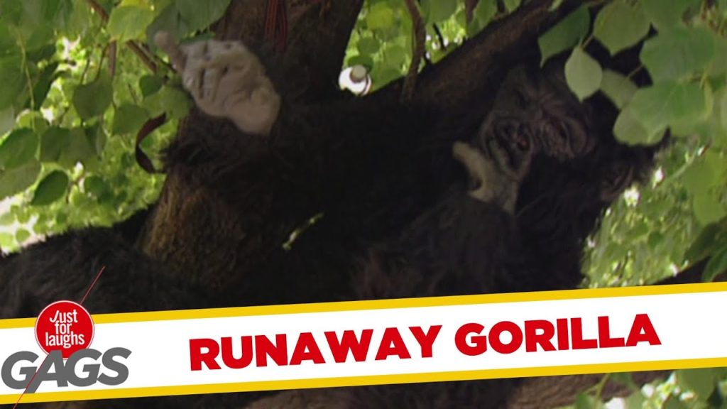 Runaway Gorilla