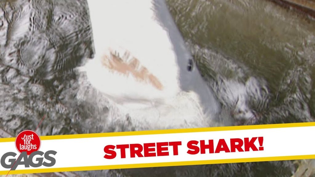 Street Shark Attack!